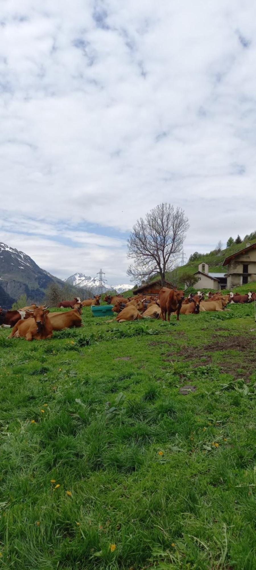 Les Campanules Διαμέρισμα Bourg-Saint-Maurice Εξωτερικό φωτογραφία